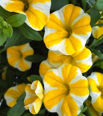 Million Bells Superbells® Lemon Slice®